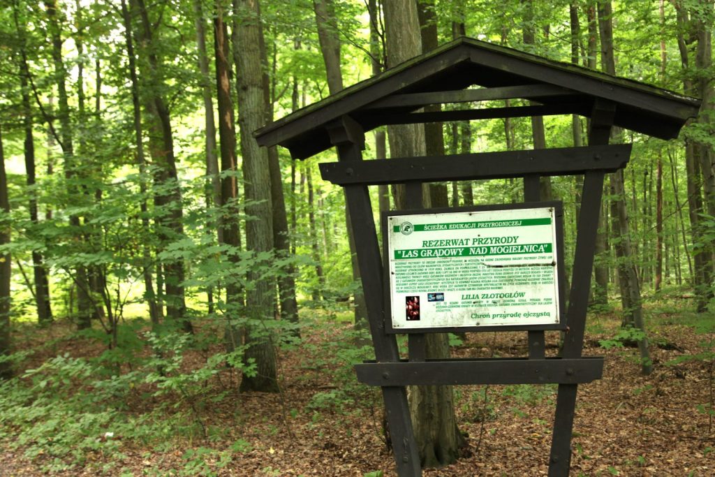 Park krajobrazowy w dolinie Mogilnicy – bezsilność działań ochronnych