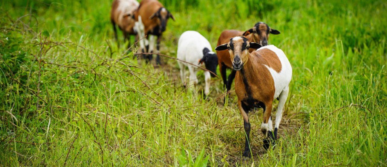 Owce w drodze do pracy na katowickich trawnikach