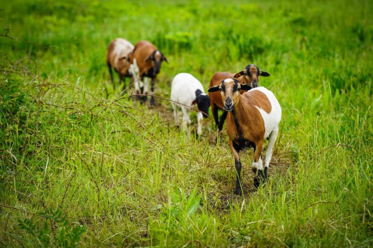 Katowice do koszenia trawy postanowiły zatrudnić... owce