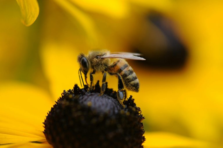 Groźna choroba atakuje pszczoły w Rzeszowie i sąsiednich miejscowościach