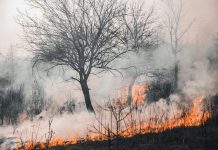 Naukowcy: monitoring zanieczyszczeń po pożarach jest zbyt słaby