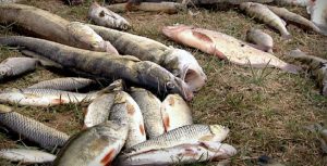 600 kg śniętych ryb w Odrze. Służby badają przyczyny