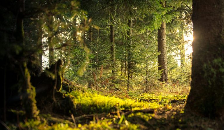 Dorożała: Dialog w zarządzaniu lasami