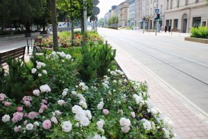 Tysiąc róż wzdłuż torów tramwajowych w Katowicach