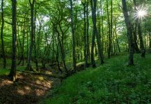MKiŚ: adaptacja lasów do zmian klimatycznych – jednym z wyzwań Lasów Państwowych