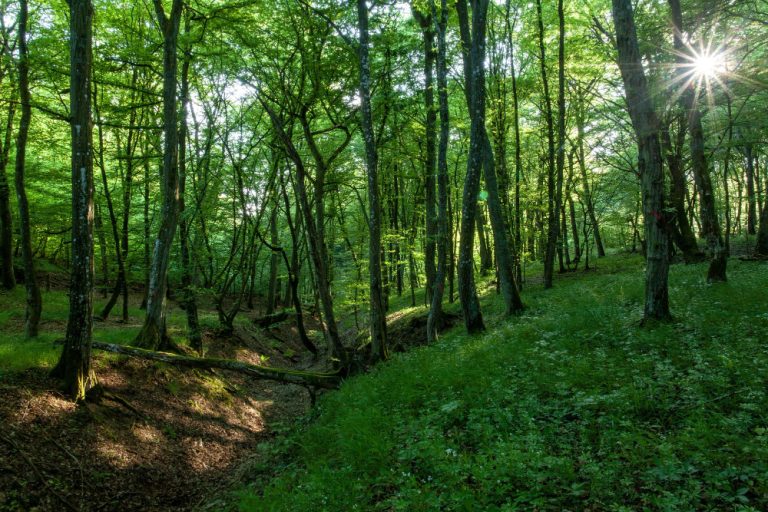 MKiŚ: adaptacja lasów do zmian klimatycznych – jednym z wyzwań Lasów Państwowych