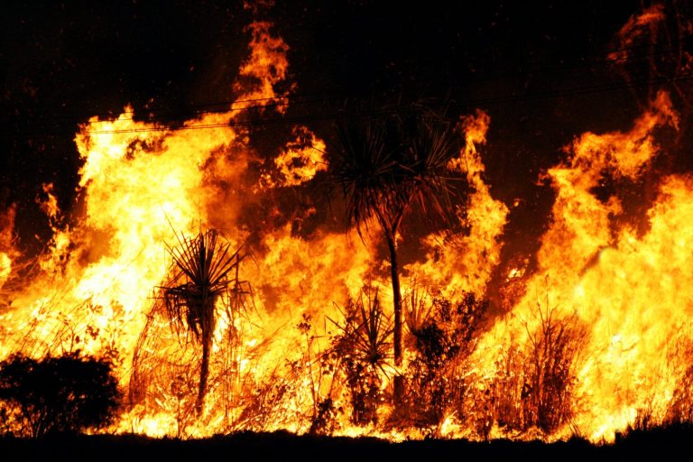 Popiół z pożarów australijskiego buszu zabójczy dla organizmów wodnych
