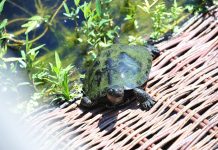W Arboretum w Bolestraszycach podrzucane są żółwie ozdobne. Stanowią zagrożenie