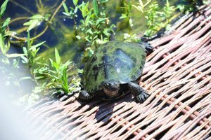 W Arboretum w Bolestraszycach podrzucane są żółwie ozdobne. Stanowią zagrożenie