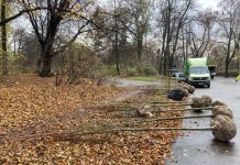 Dobry materiał do sadzenia. Na co zwrócić uwagę?
