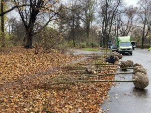 Dobry materiał do sadzenia. Na co zwrócić uwagę?