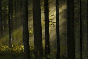 Czy Lasy Państwowe będą dofinansowywały projekty przyrodnicze?