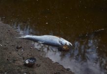 Dzierżno Duże i Kanał Gliwicki. Greenpeace krytycznie o działaniach rządu