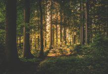 Nowe standardy zarządzania lasami w Polsce