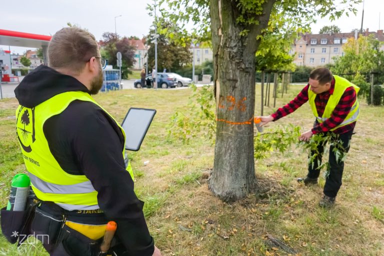 W Poznaniu trwa przegląd przyulicznego drzewostanu