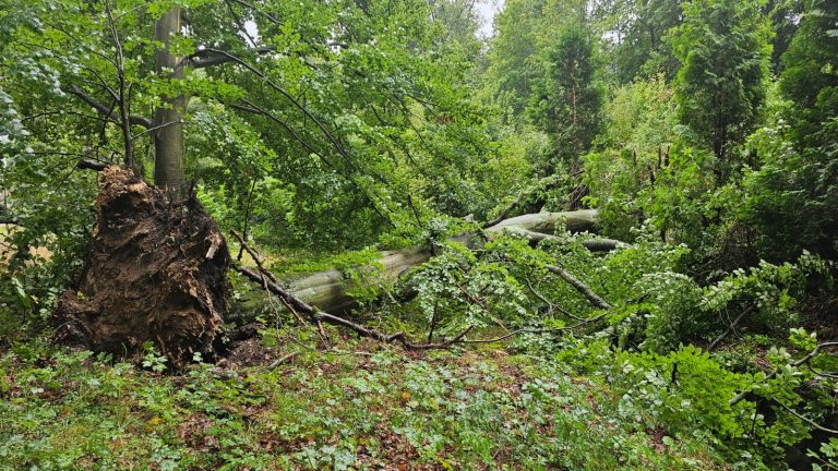 Lasy Państwowe: odradzamy wchodzenie do lasów na terenach powodziowych