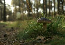 Mykolog: unikajmy grzybów rosnących na terenach popowodziowych