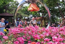 Festiwal Róż w Jungnang Rose Park