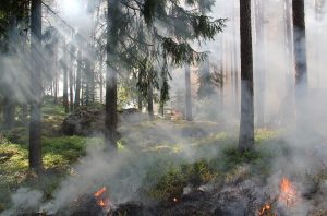 Cenny rezerwat Rotuz odżyje dzięki budowie przetamowań