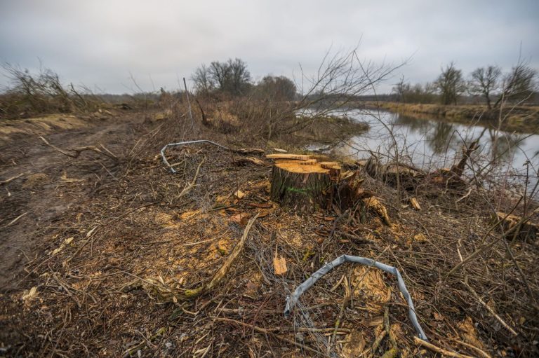 Wycinka drzew wzdłuż Bugu. Narady MKiŚ i GDOŚ w sprawie kompensacji przyrodniczej