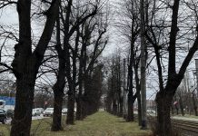 GZDiZ zapowiada pielęgnację drzew w jednej z najstarszych alei w Europie