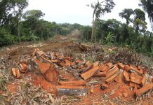 Brazylia. W 2024 r. obszar spalonych i wyciętych lasów Amazonii zwiększył się o blisko 500 proc.