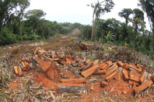 Brazylia. W 2024 r. obszar spalonych i wyciętych lasów Amazonii zwiększył się o blisko 500 proc.