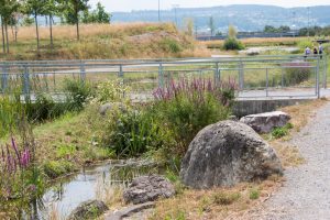 Renaturyzacja: przyrodnicza odnowa miast
