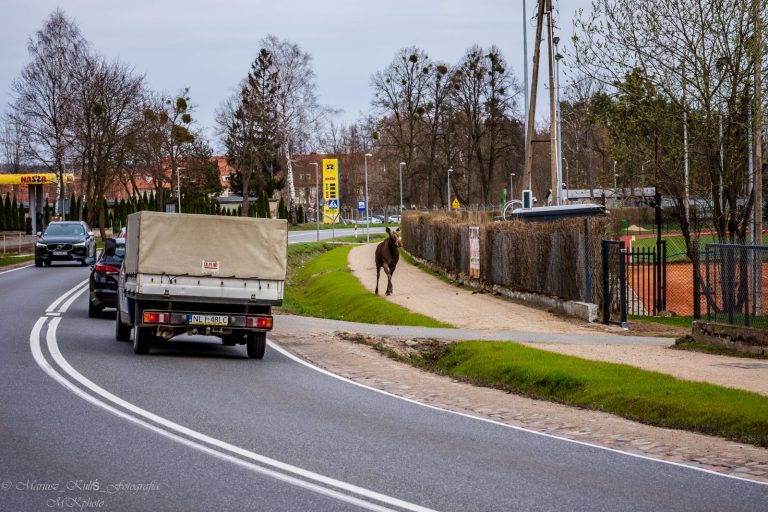 Samorząd giżycki apeluje do parlamentarzystów w sprawie dzikich zwierząt