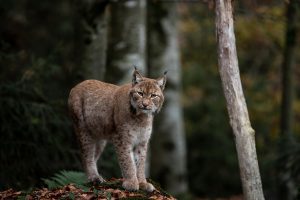 Badanie: większość rysi ginie stosunkowo młodo, często przez człowieka