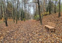 Lublin. Zielony Budżet i poprawa kondycji drzew