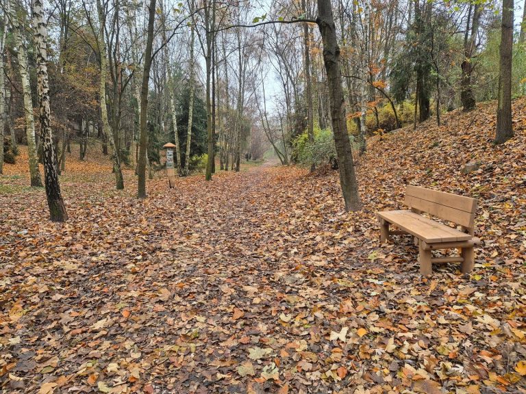 Lublin. Zielony Budżet i poprawa kondycji drzew