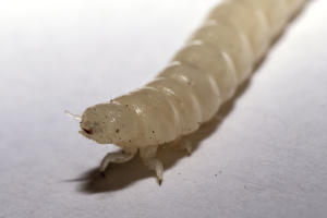 Larwy owadów będą usuwać plastik