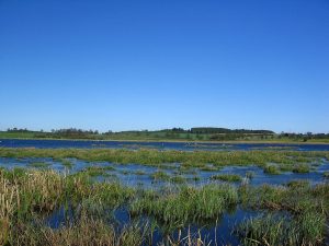 Rezerwat przyrody Kwiecewo przejdzie rekultywację