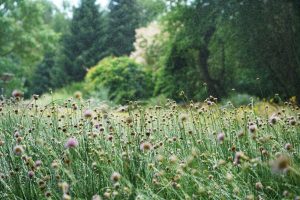 Odbudowa przyrody w miastach jako wymóg Nature Restoration Law