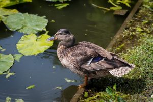 Małe zbiorniki wodne w krajobrazie