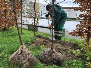 Gliwice chcą być bardziej zielone. Miasto zapowiada nasadzenia tysięcy roślin