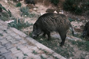 Gminy nie chcą płacić za odławianie dzikich zwierząt z terenów zamieszkanych