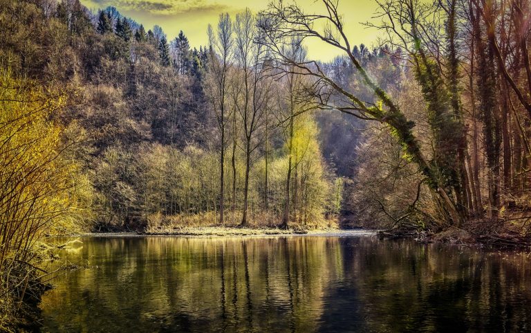 0,5 mld zł na adaptację terenów leśnych do zmian klimatu od NFOŚiGW