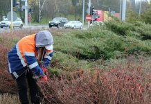 W Lublinie ruszyła wiosenna pielęgnacja zieleni