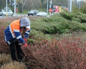 W Lublinie ruszyła wiosenna pielęgnacja zieleni