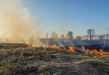 Wypalanie traw prowadzi do degradacji gleby i niszczy bioróżnorodność. Eksperci alarmują