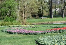 Wiosenny spektakl w Łodzi: Ponad 50 tysięcy tulipanów rozkwita w Ogrodzie Botanicznym