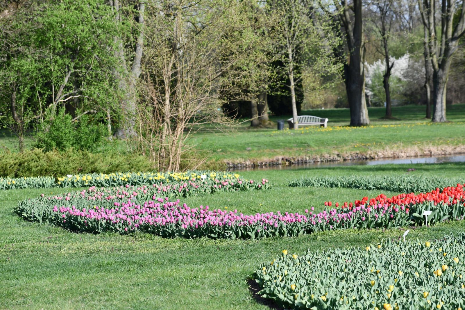 Wiosenny spektakl w Łodzi: Ponad 50 tysięcy tulipanów rozkwita w Ogrodzie Botanicznym