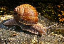 Ekspert: z powodu suszy ślimaki winniczki stają się coraz rzadsze