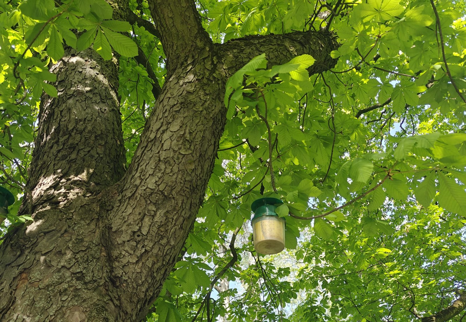 Lublin wytacza działa do walki ze szrotówkiem kasztanowcowiaczkiem