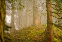 Bliżyńskie Lasy Naturalne. Powstaje jeden z największych rezerwatów przyrody w Polsce
