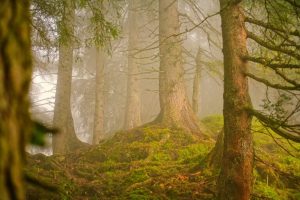 Bliżyńskie Lasy Naturalne. Powstaje jeden z największych rezerwatów przyrody w Polsce