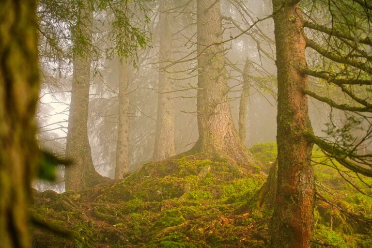 Bliżyńskie Lasy Naturalne. Powstaje jeden z największych rezerwatów przyrody w Polsce