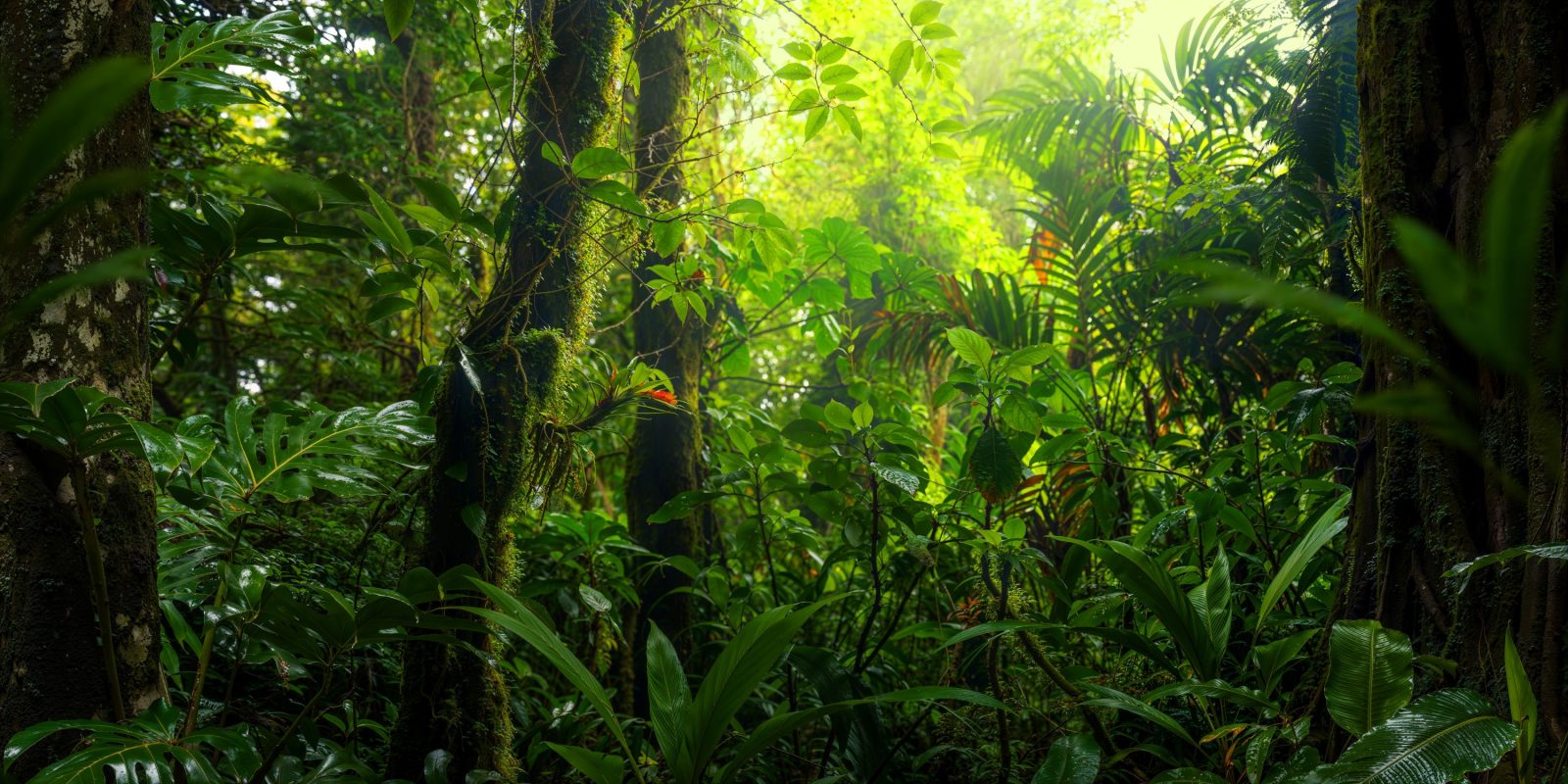 Raport: lasy tropikalne niszczone w 2024 r. w tempie 18 boisk piłkarskich na minutę